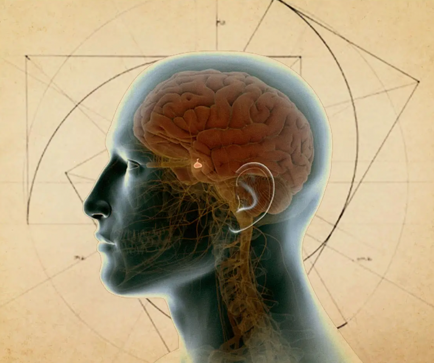 How does your pineal gland work - and 5 ways to activate it
